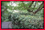 IMG0372b